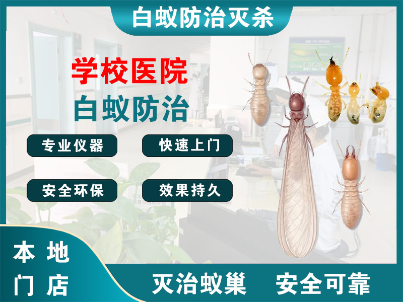 龙游学校医院白蚁防治