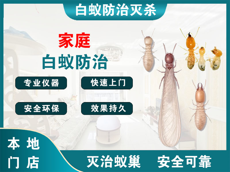 龙游家庭白蚁防治
