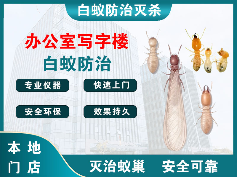 龙游办公室写字楼白蚁防治