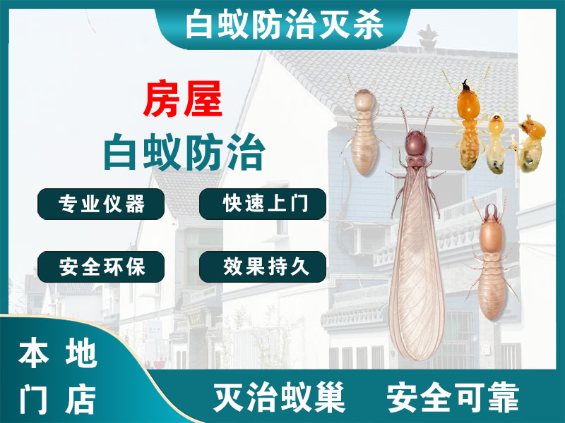 龙游房屋白蚁防治